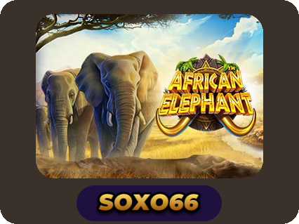 African Elephant